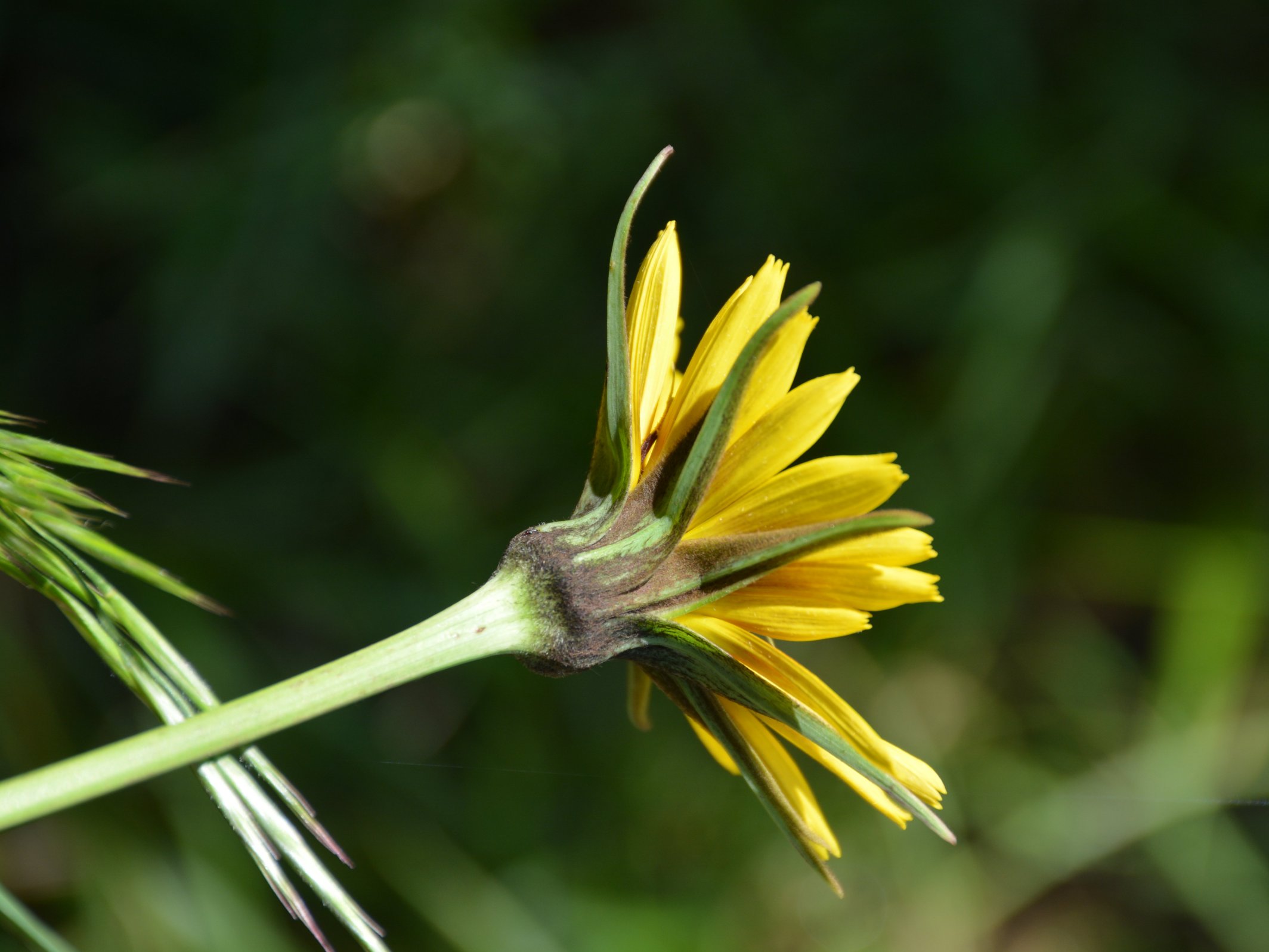 Tragopogon da identificare